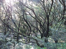 Nebelwald