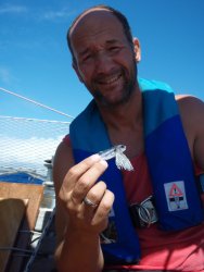 Fliegender Fisch