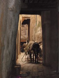 Seitengasse mit Esel