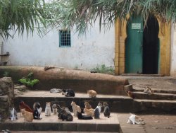 Katzen vor einem Schrein in der Nekropole Chellah