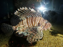 Aquarium in Coffs Harbour