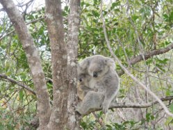 Koalamutter mit Baby