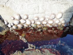 Rockpools