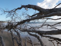umgestrzter Baum am Strand