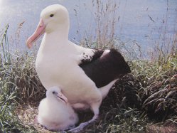 Albatross