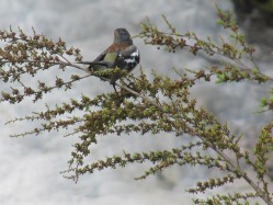 Kleiner Vogel