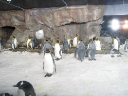 Knigspinguine