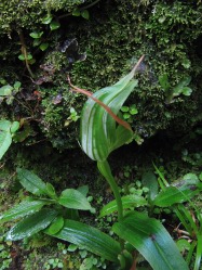 Muttis Orchidee