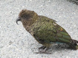 Papagei