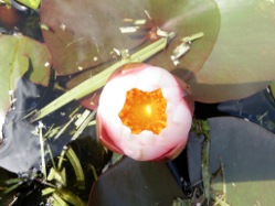 Seerose