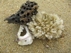 Strandgut