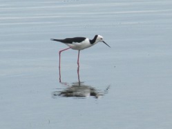 Strandlufer