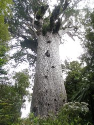 Tane Mahuta - der Frst der Bume