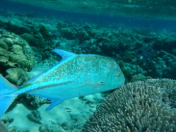 Grosse Fische im Rip