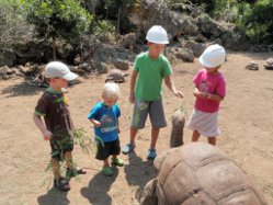 Schildkrötenfüttern