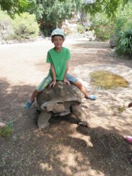 Till reitet auf einer Schildkrte