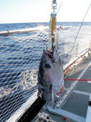 Wer hat da schon genascht?