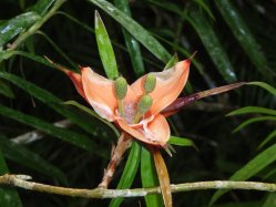 Exotische Pflanze
