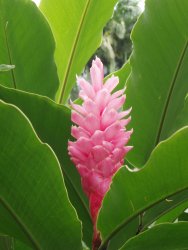 Farbenfrohe Blume