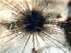 Seeigel