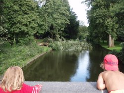 umgeknickte Linde