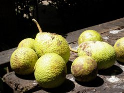 Brotfruechte
