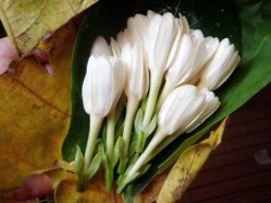 Blumenduft