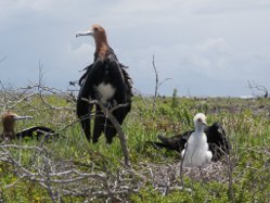 Fregattvogelkueken