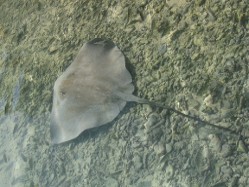 Rochen im flachen Wasser