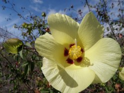 Hibiskus