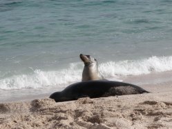 Seelwen am Strand
