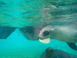 Seelwe unter Wasser