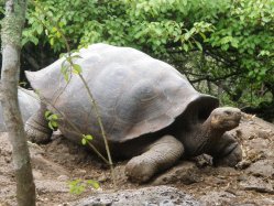 Riesenschildkrte